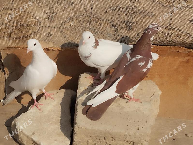 kepderi - Балканабат - img 1