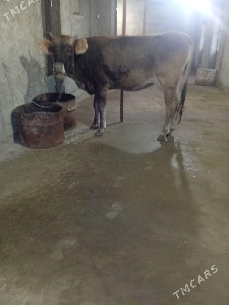 Tüwe - Gyzylarbat - img 1