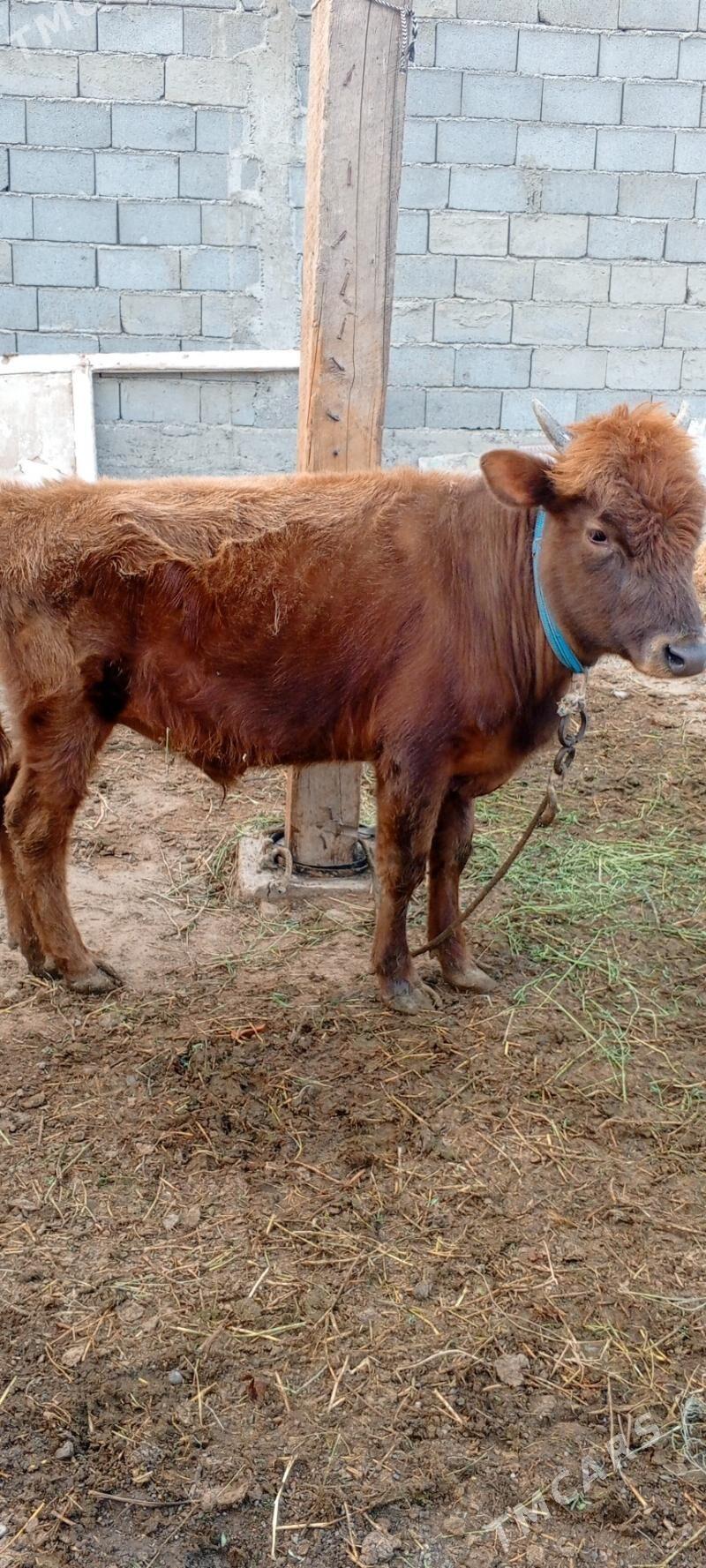 Gole - Gypjak - img 3