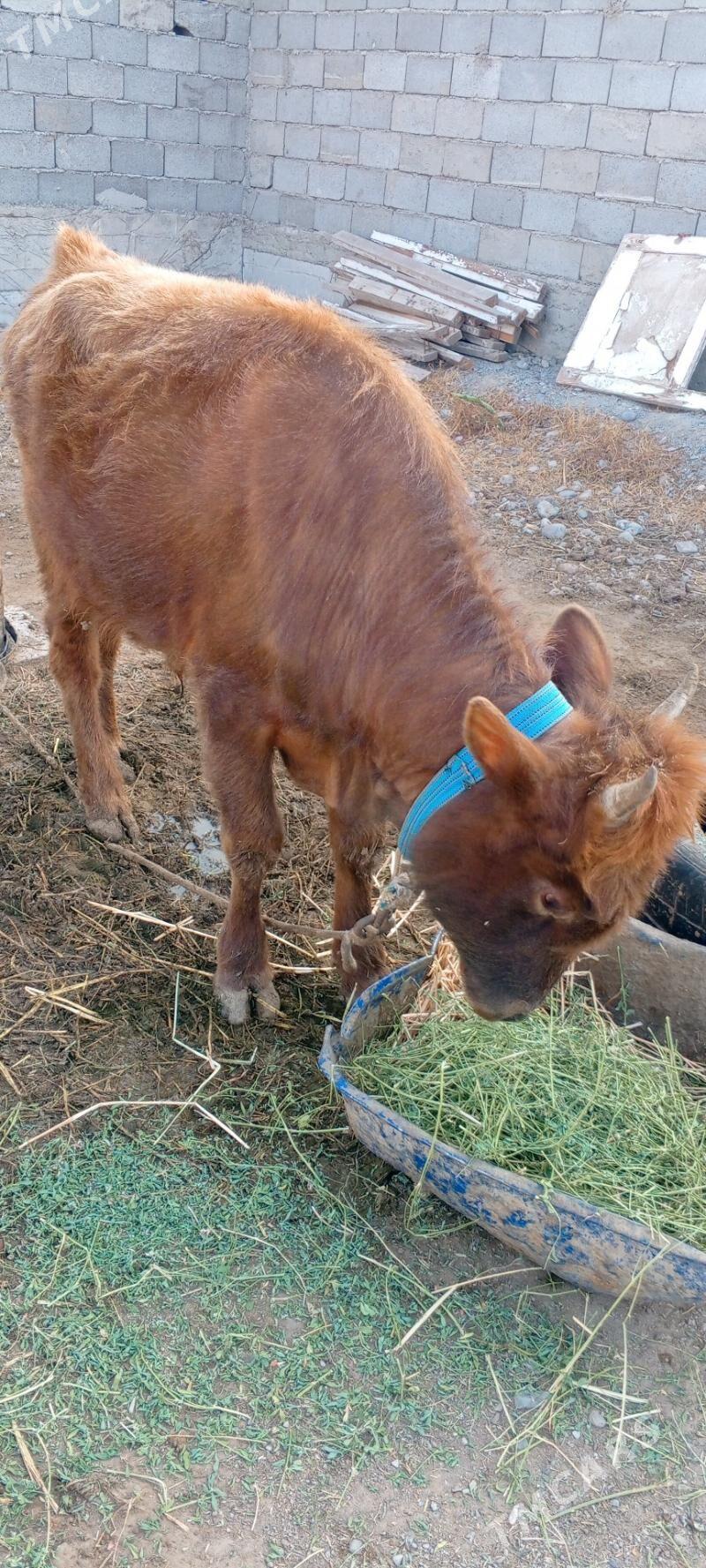 Gole - Gypjak - img 2