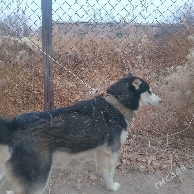 Haskiii - Дашогуз - img 1