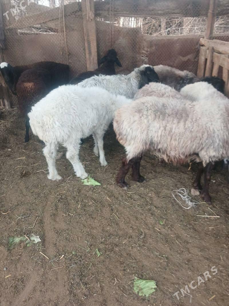 tokly - Aşgabat - img 3