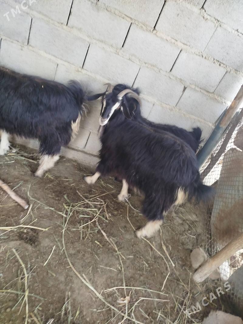 Geci - Бахарден - img 1