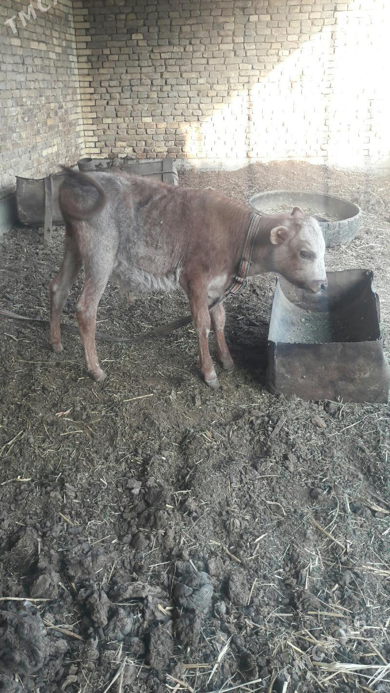 Öküzçe göle - Векильбазар - img 1