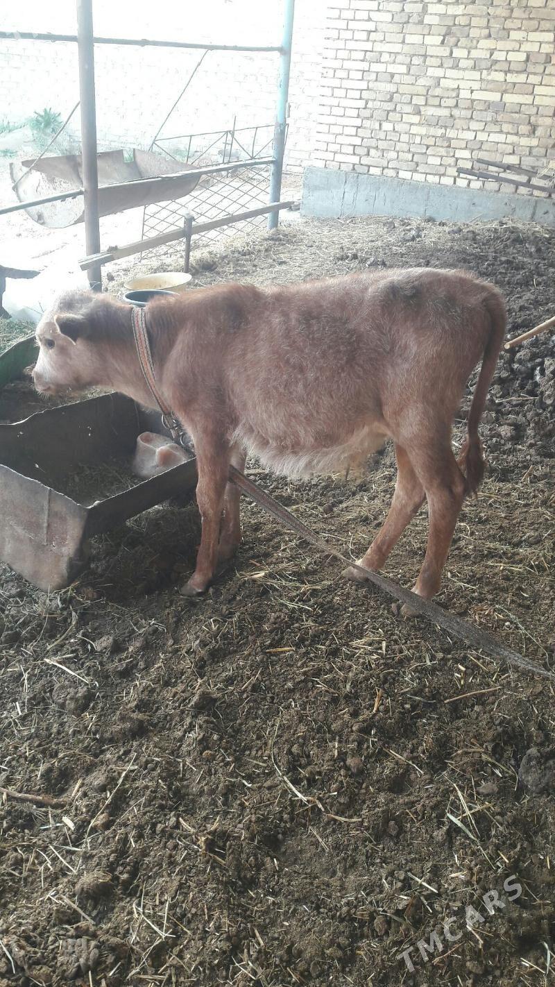 Öküzçe göle - Векильбазар - img 3