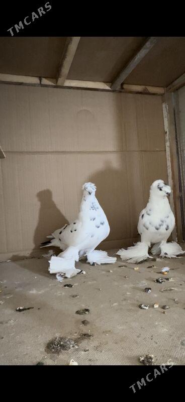 кепдер - Туркменабат - img 1