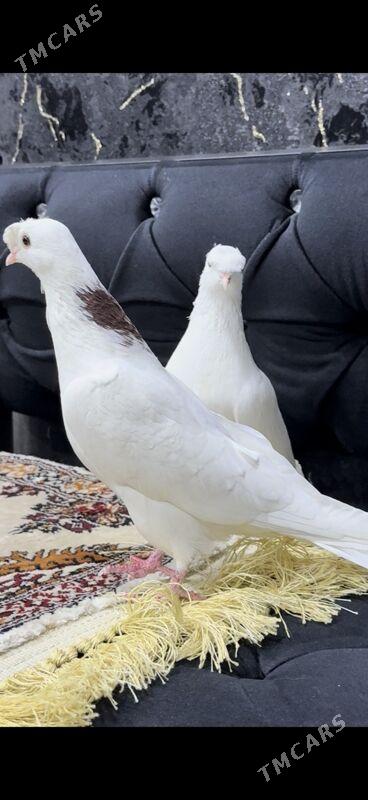 кепдер - Туркменабат - img 1