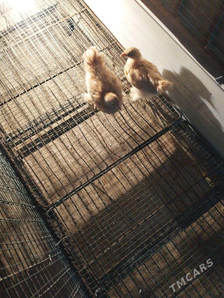 kohin karlik - Балканабат - img 4