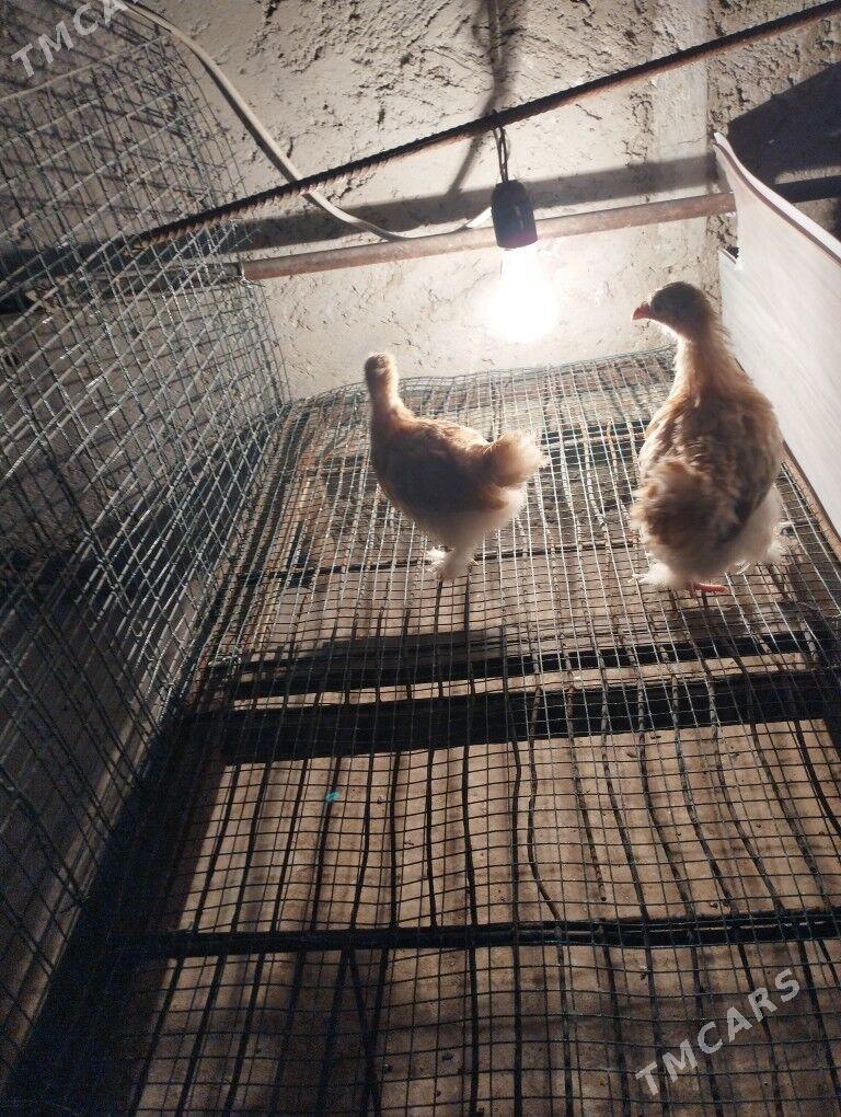 kohin karlik - Балканабат - img 2