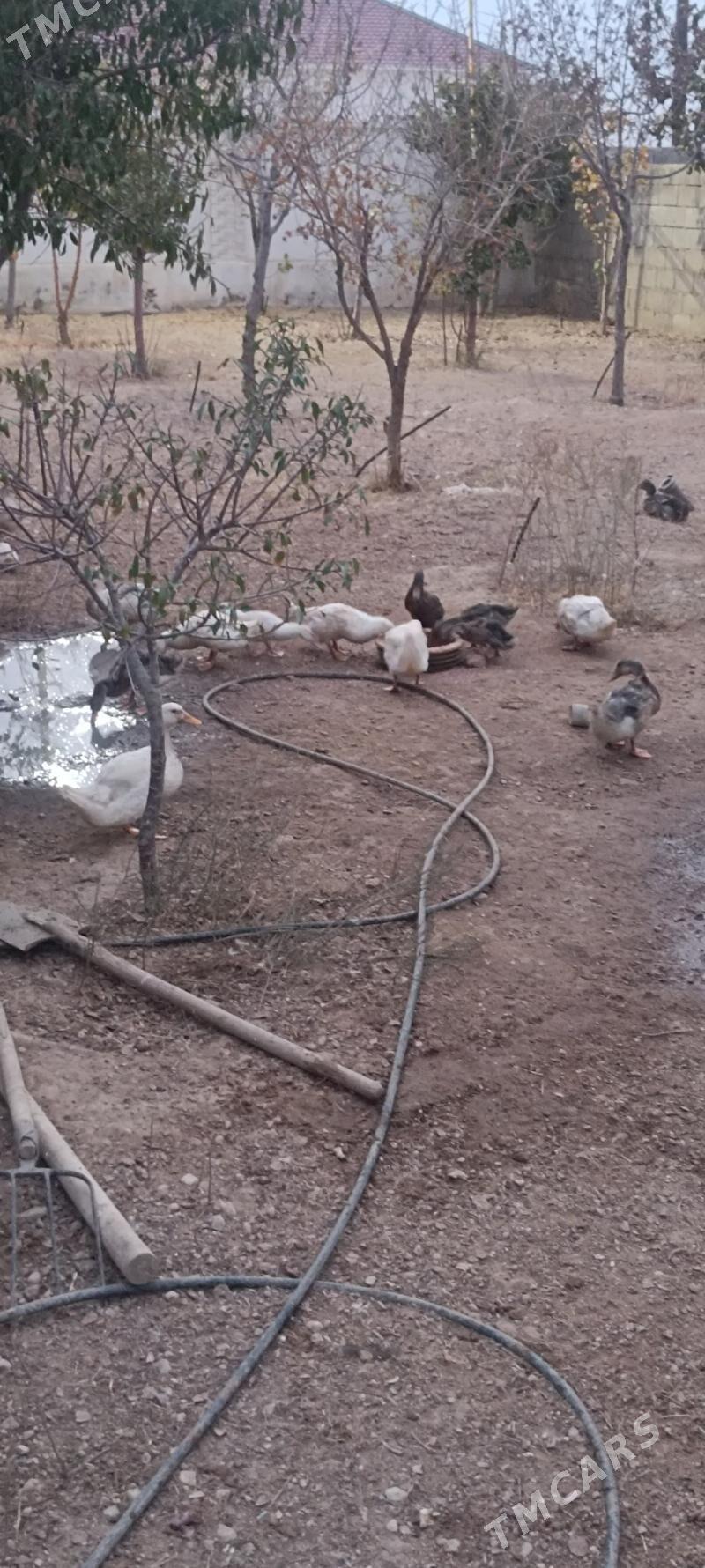 Ördek - Balkanabat - img 3