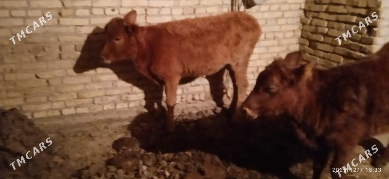 gunajynlar - Чарджоу - img 1