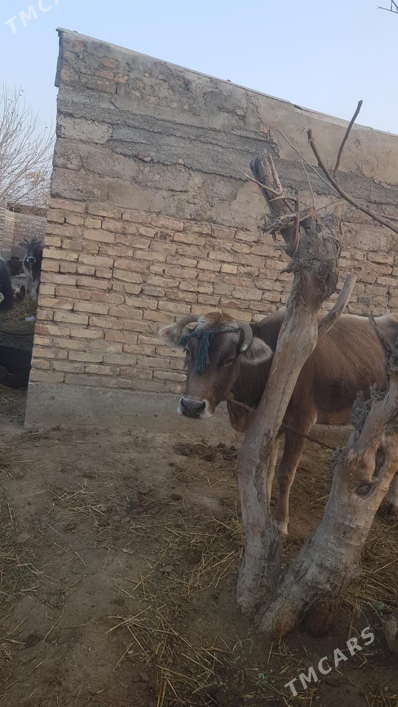 sygyr - Гёкдепе - img 1