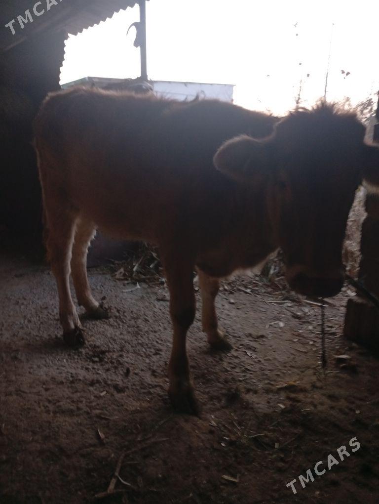 tuwetuwe - Ак-Бугдайский этрап - img 1