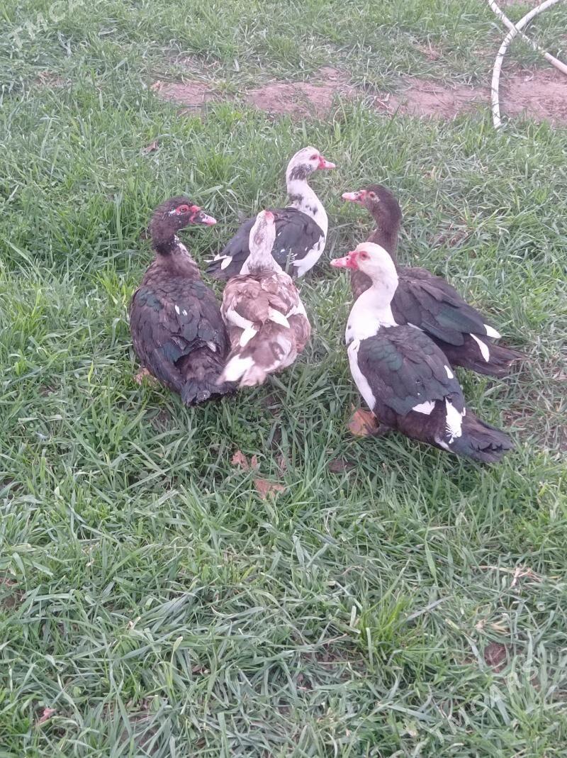 Indawutga - Sakarçäge - img 2