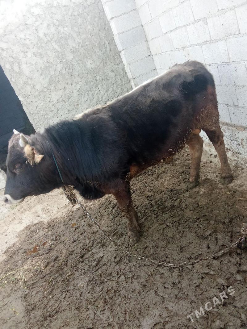 Öküz 1ýaşap geçen - Бахарден - img 1