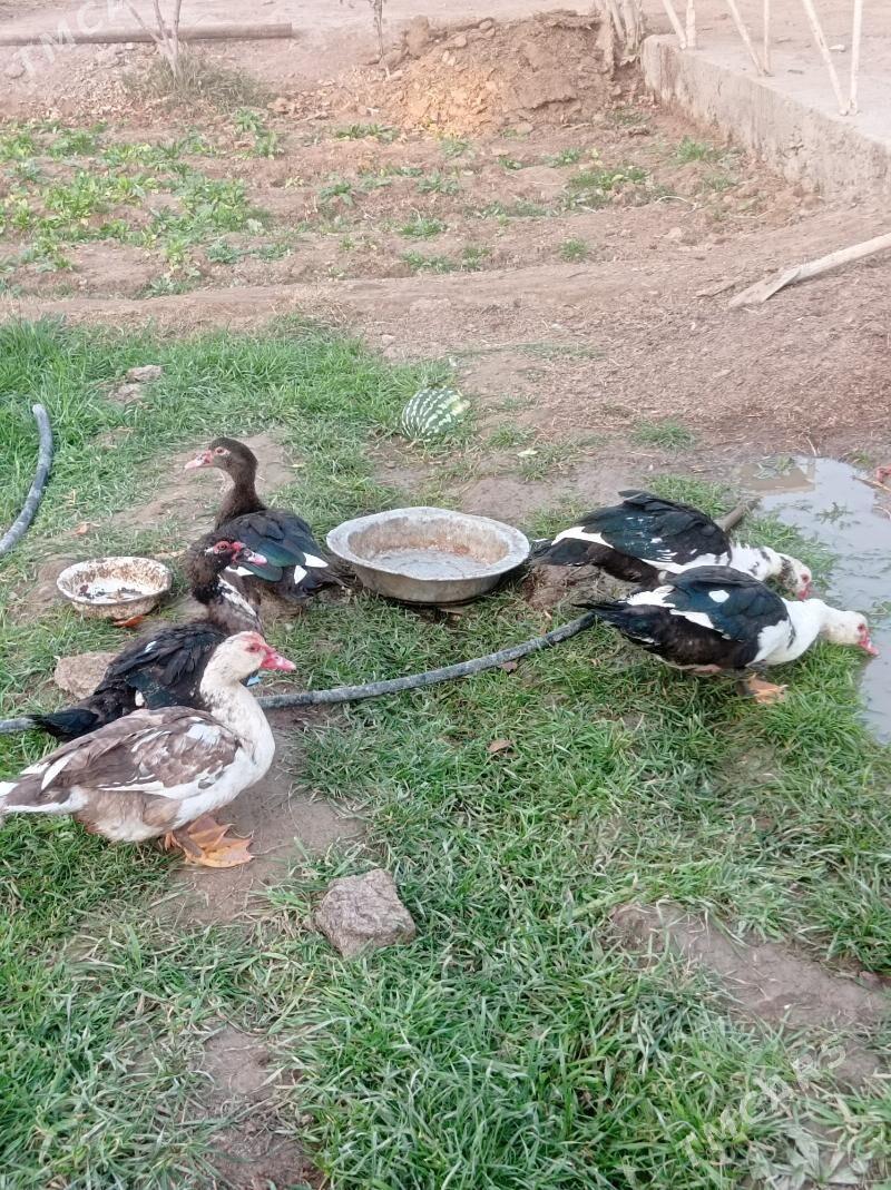 Indawutga - Sakarçäge - img 3