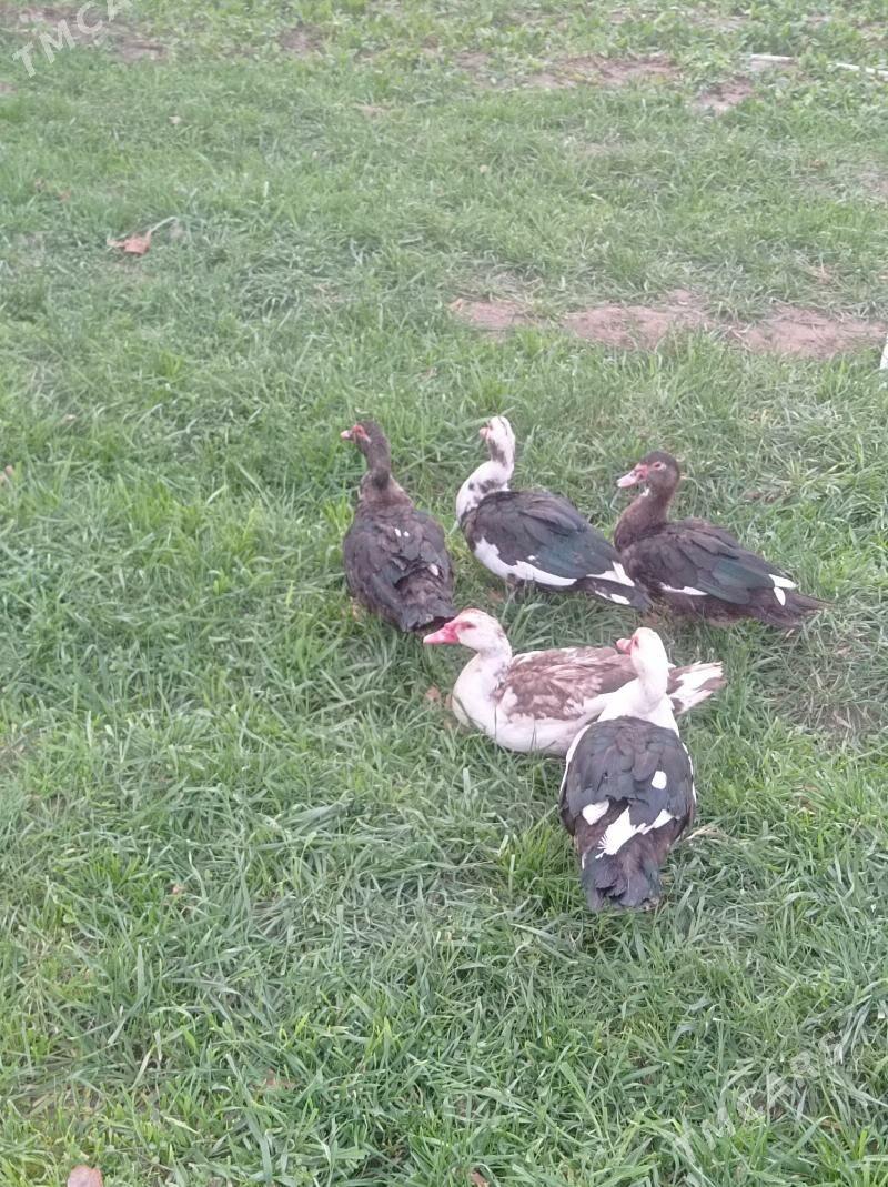 Indawutga - Sakarçäge - img 1