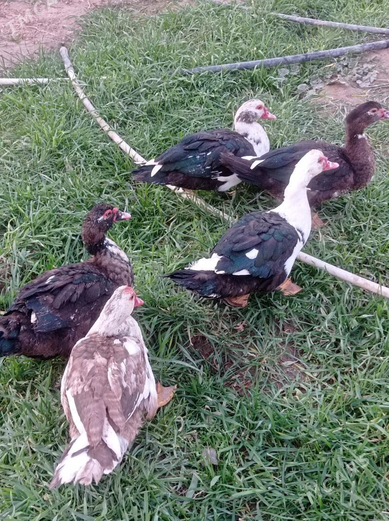 Indawutga - Sakarçäge - img 4