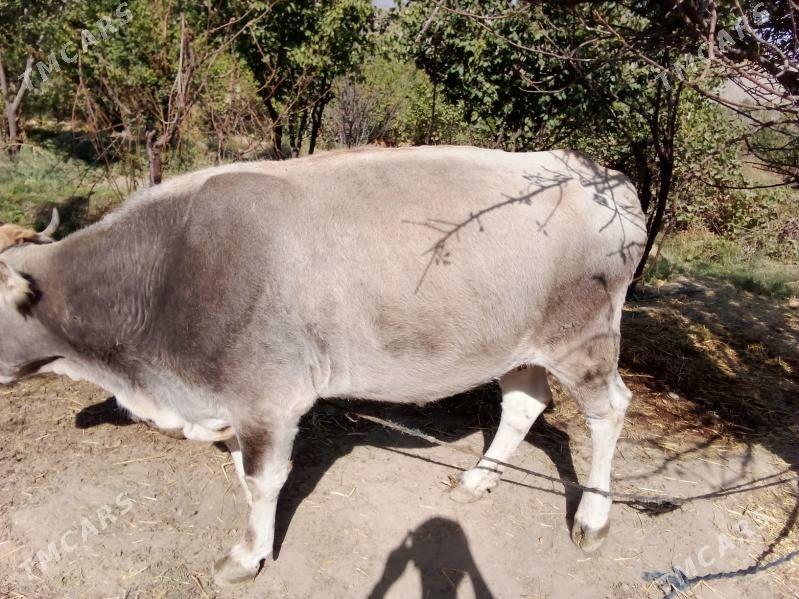 Sygyr - Махтумкули - img 1