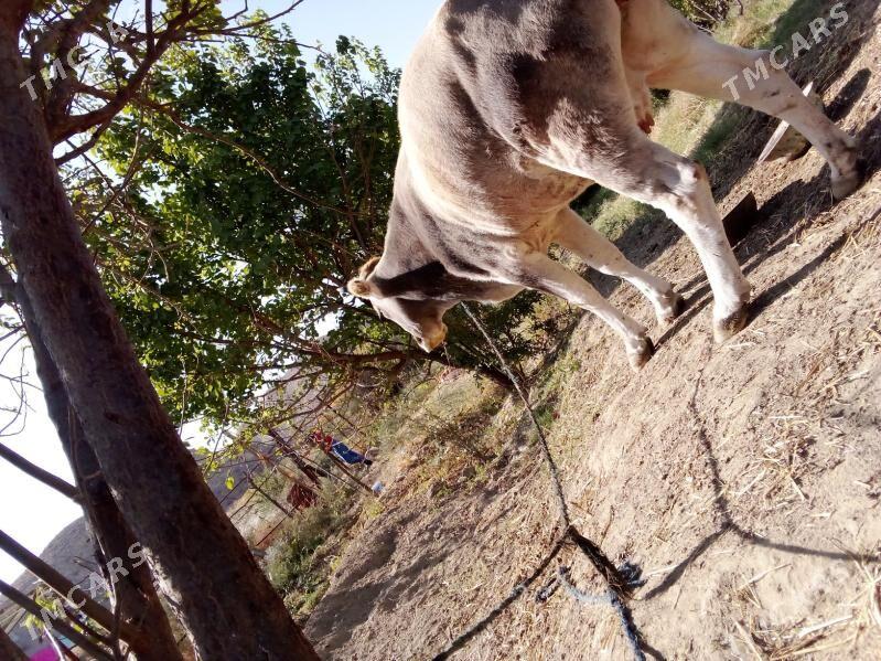 Sygyr - Махтумкули - img 2