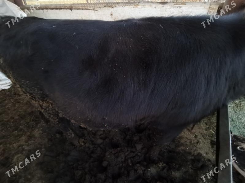 OKUZ - Гёкдепе - img 1