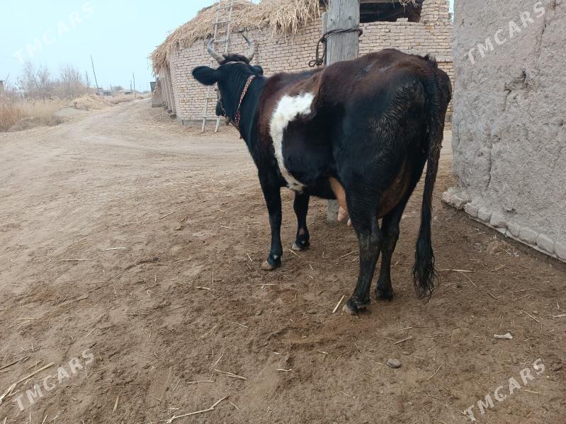 goleli sygyr - Губадаг - img 1