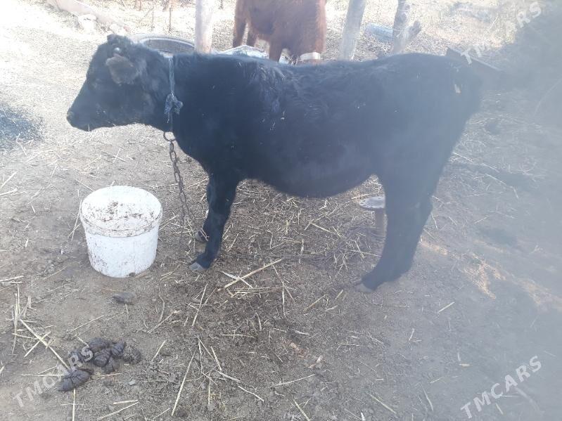 tuwe tüwe okuz - Бабадайхан - img 1