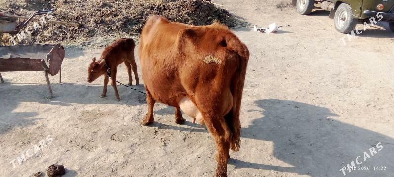 Goleli sygyr - Murgap - img 1