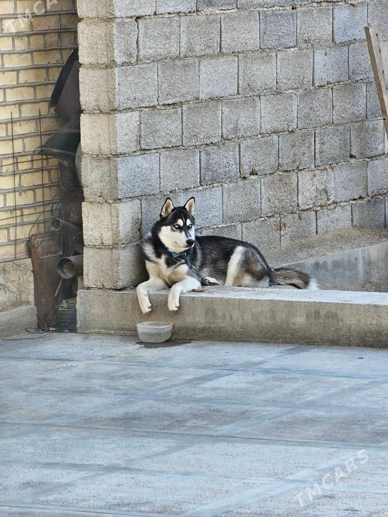 Erkek Haski - Мары - img 3