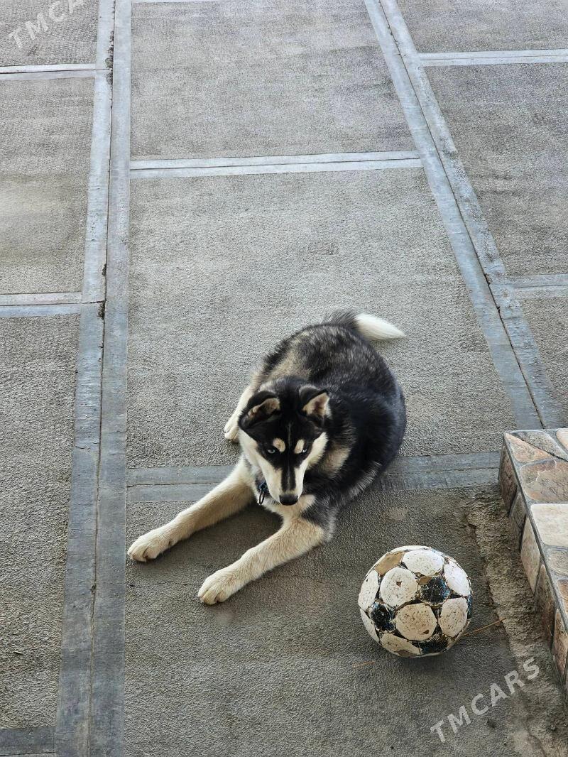 Erkek Haski - Мары - img 2