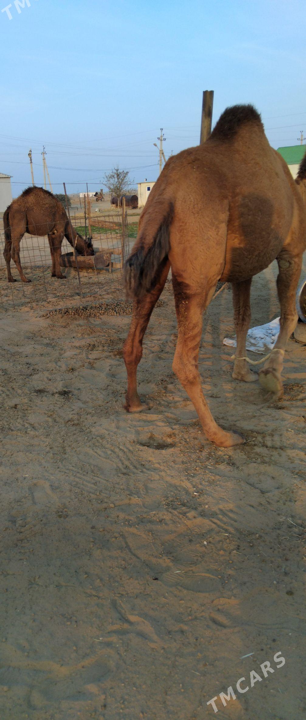 Duye torymly - Ak bugdaý etraby - img 4