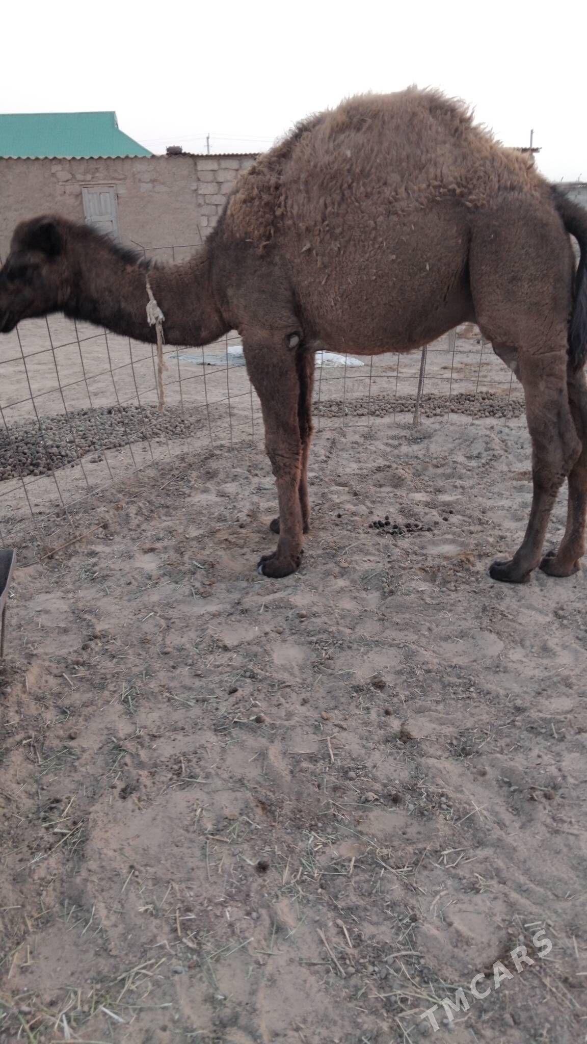 Duye torymly - Ak bugdaý etraby - img 7