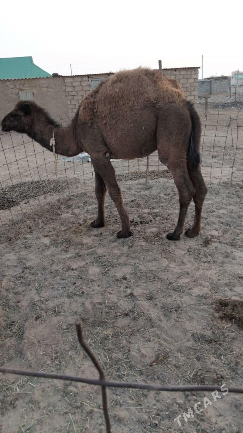 Duye torymly - Ak bugdaý etraby - img 6