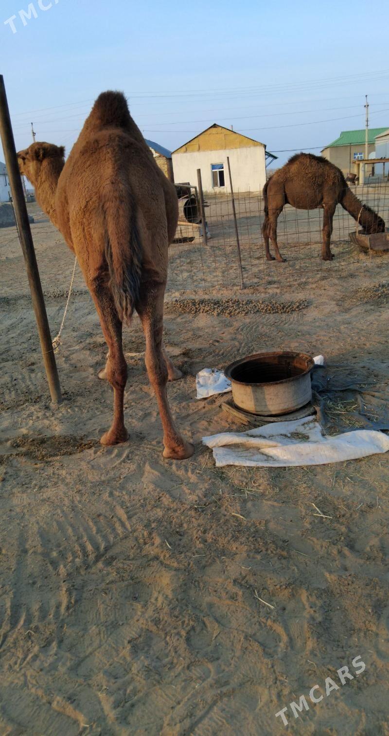 Duye torymly - Ak bugdaý etraby - img 5