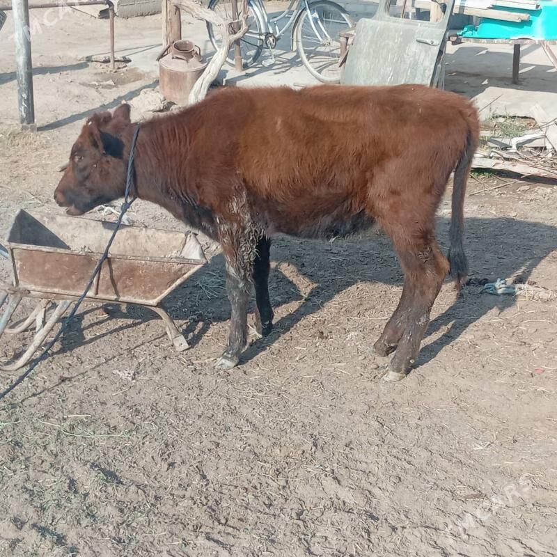 gulajyn - Мары - img 5