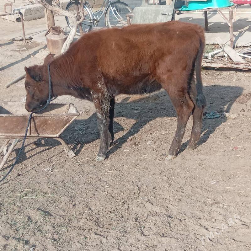 gulajyn - Мары - img 4