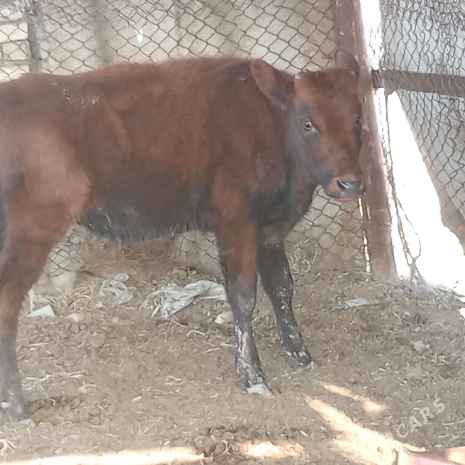 gulajyn - Мары - img 2