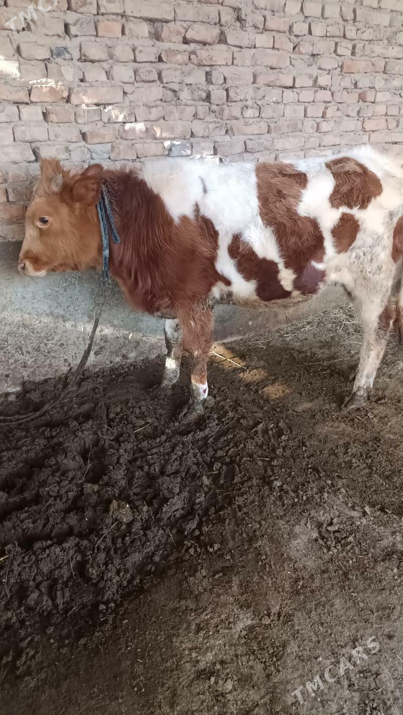 Okuz - Бахарден - img 1