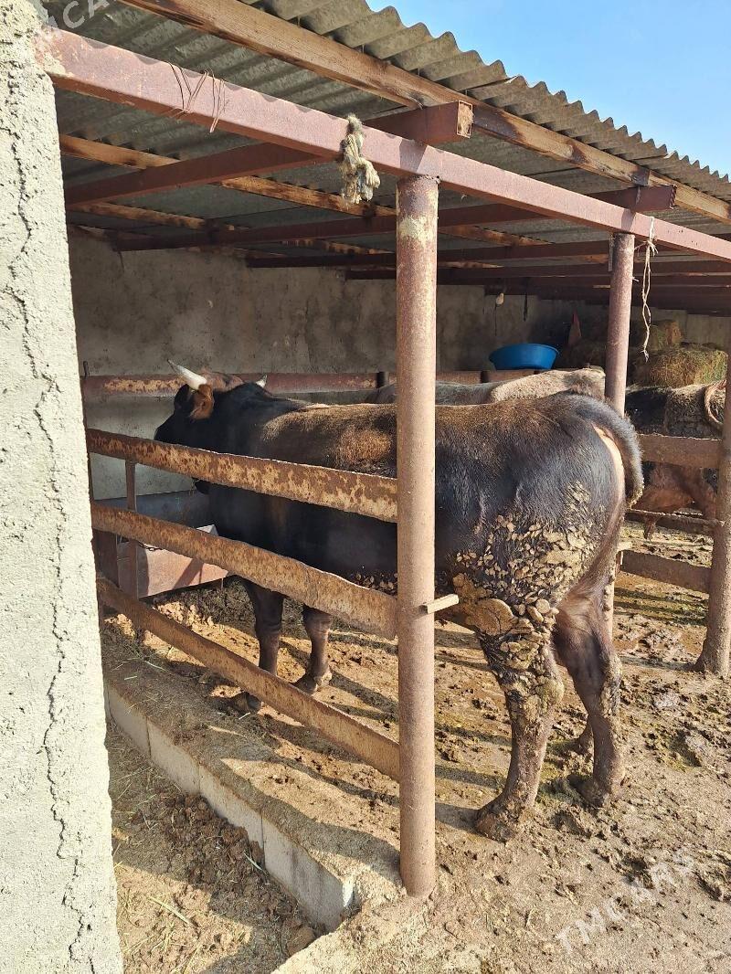 Öküz - Bäherden - img 2