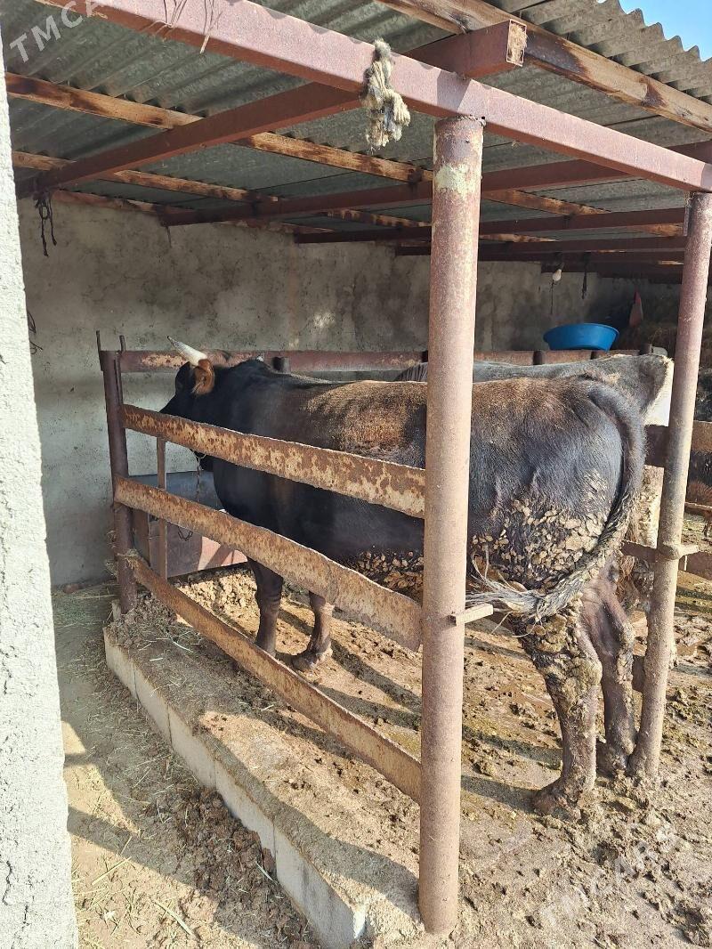 Öküz - Bäherden - img 4