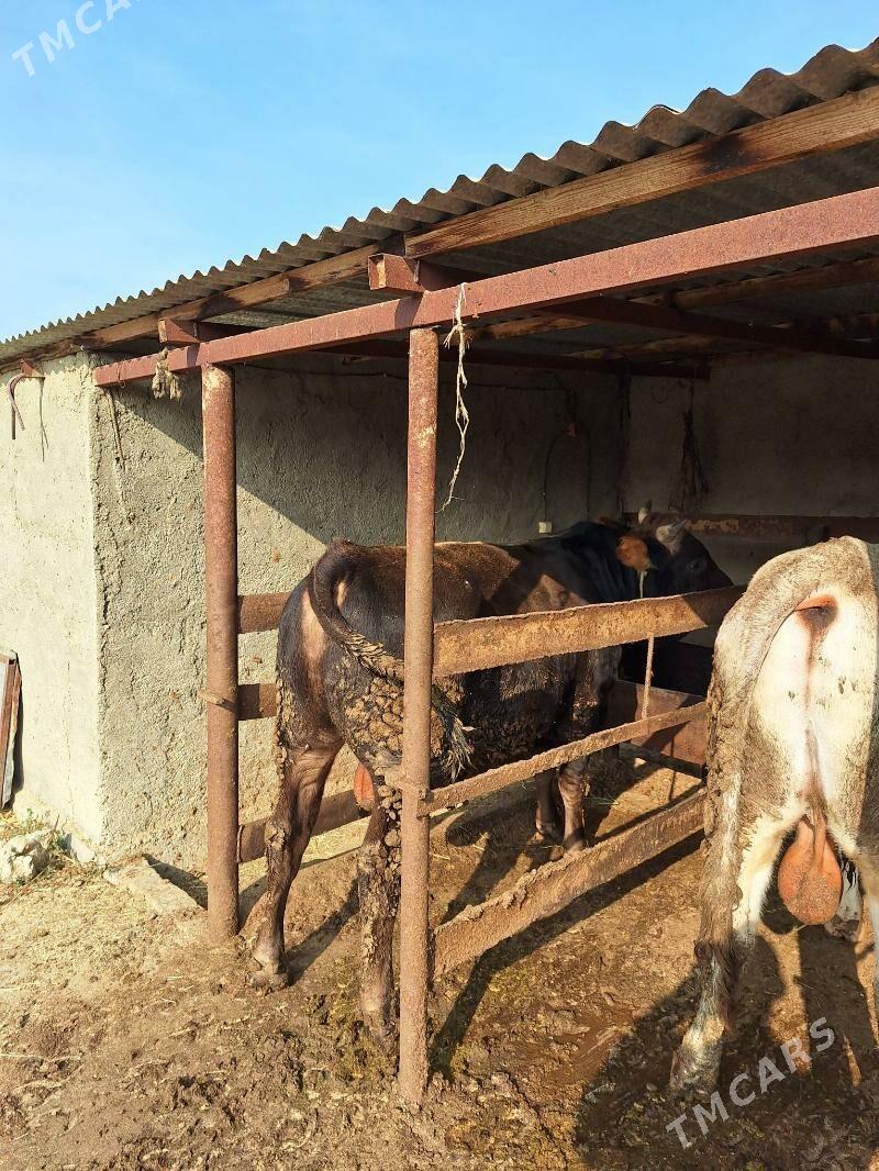 Öküz - Bäherden - img 3