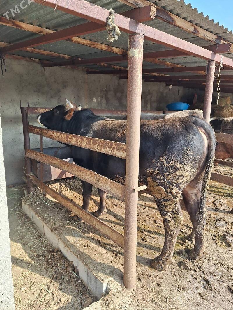 Öküz - Бахарден - img 1