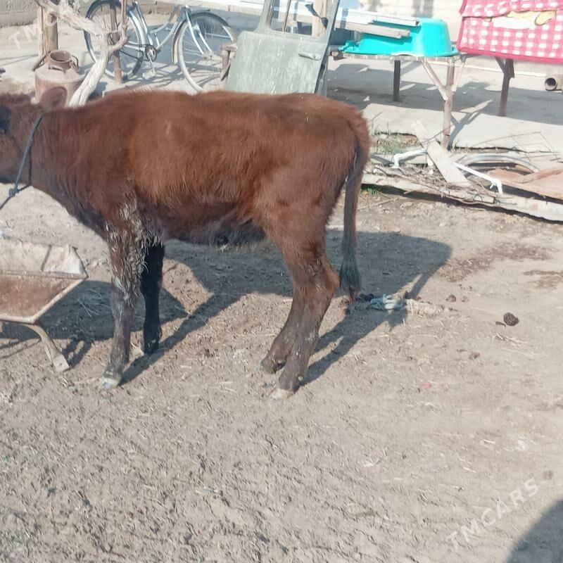 gulajyn - Мары - img 3