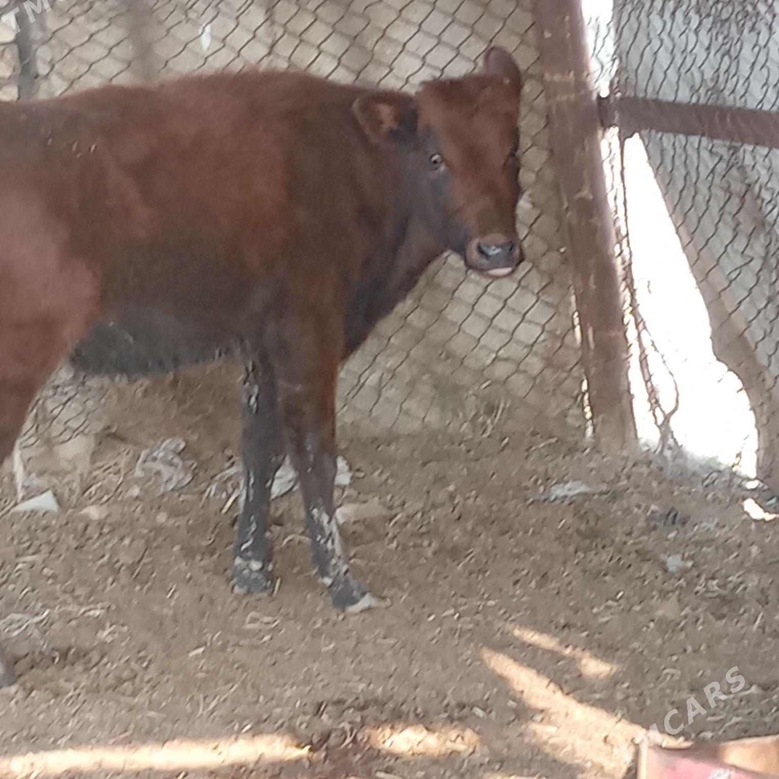 gulajyn - Мары - img 1