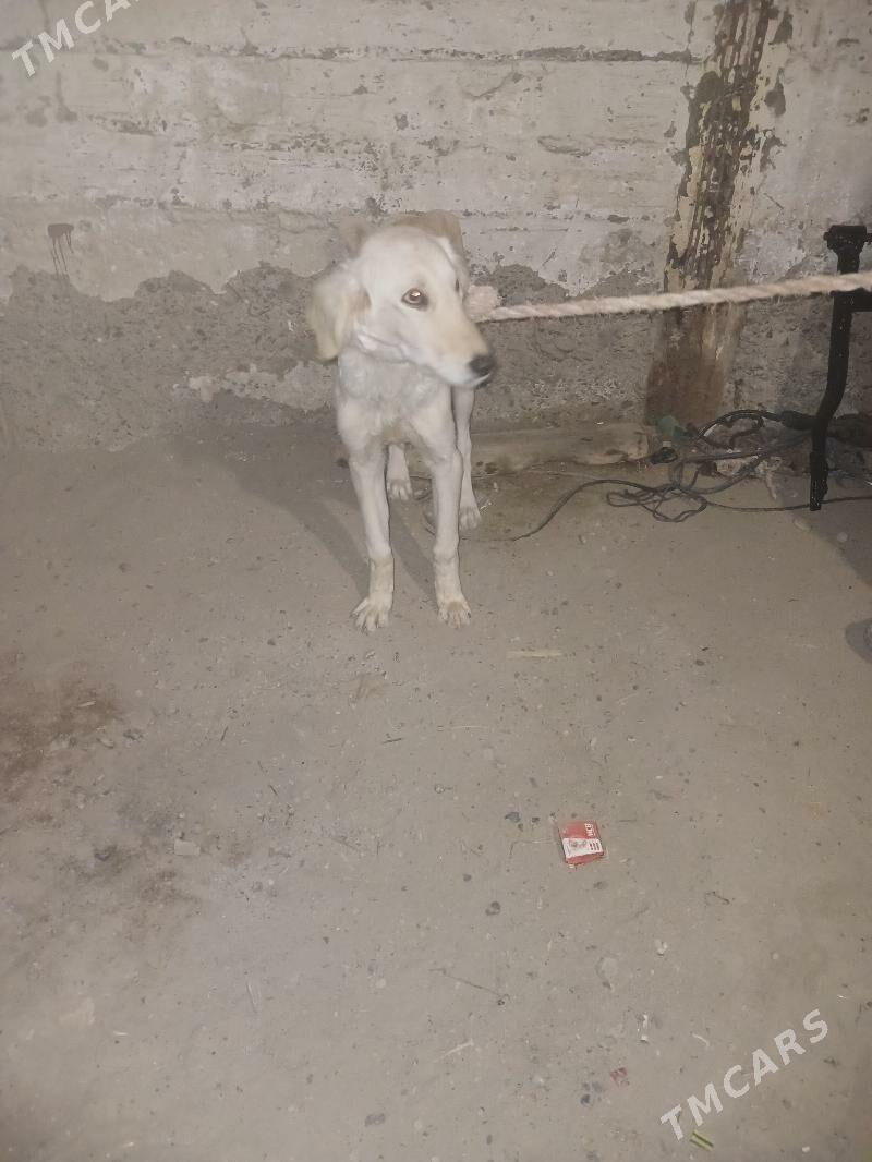 tazy - Берекет - img 1