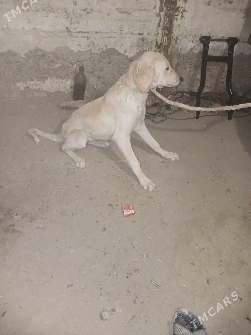 tazy - Берекет - img 3