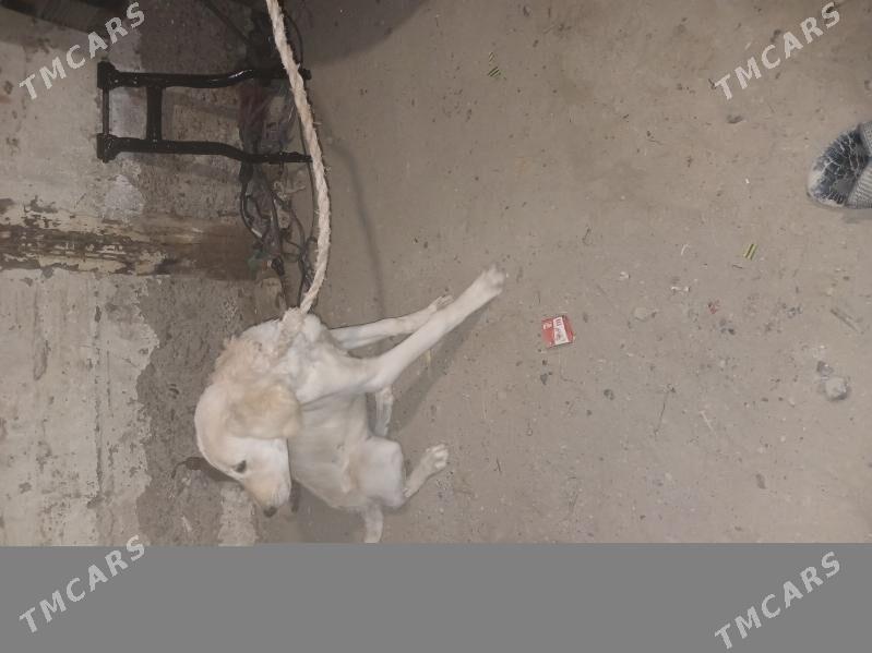 tazy - Берекет - img 2