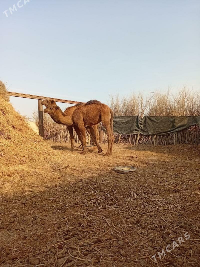 Düye - Tejen - img 2