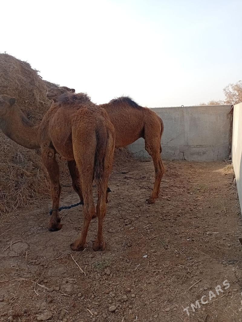 Düye - Tejen - img 4