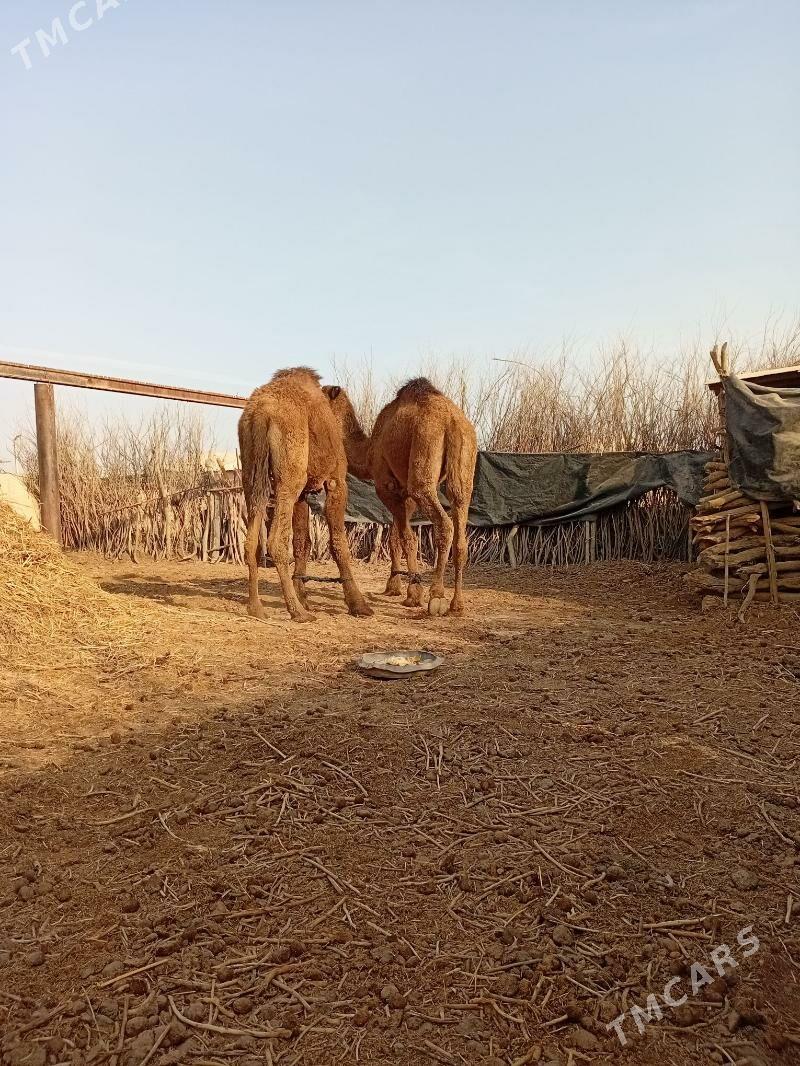 Düye - Tejen - img 3